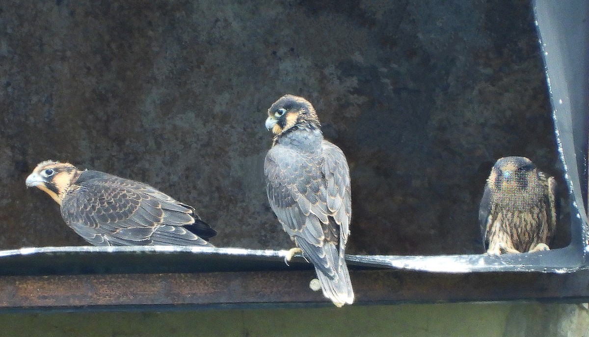 Peregrine Falcon - ML643770827