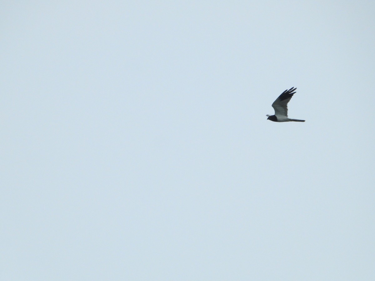 Pied Harrier - ML643770829