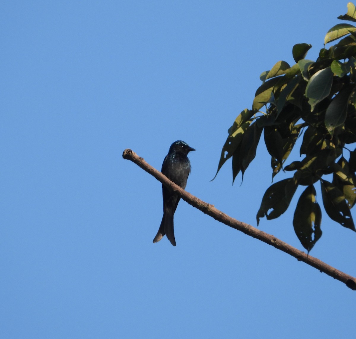 Bronzed Drongo - ML643770830