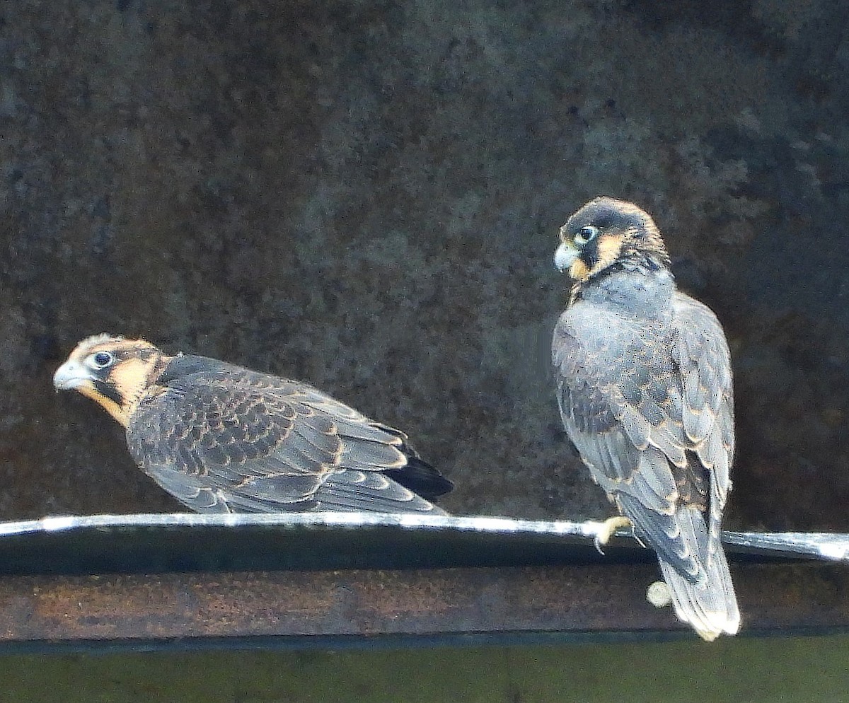 Peregrine Falcon - ML643770831