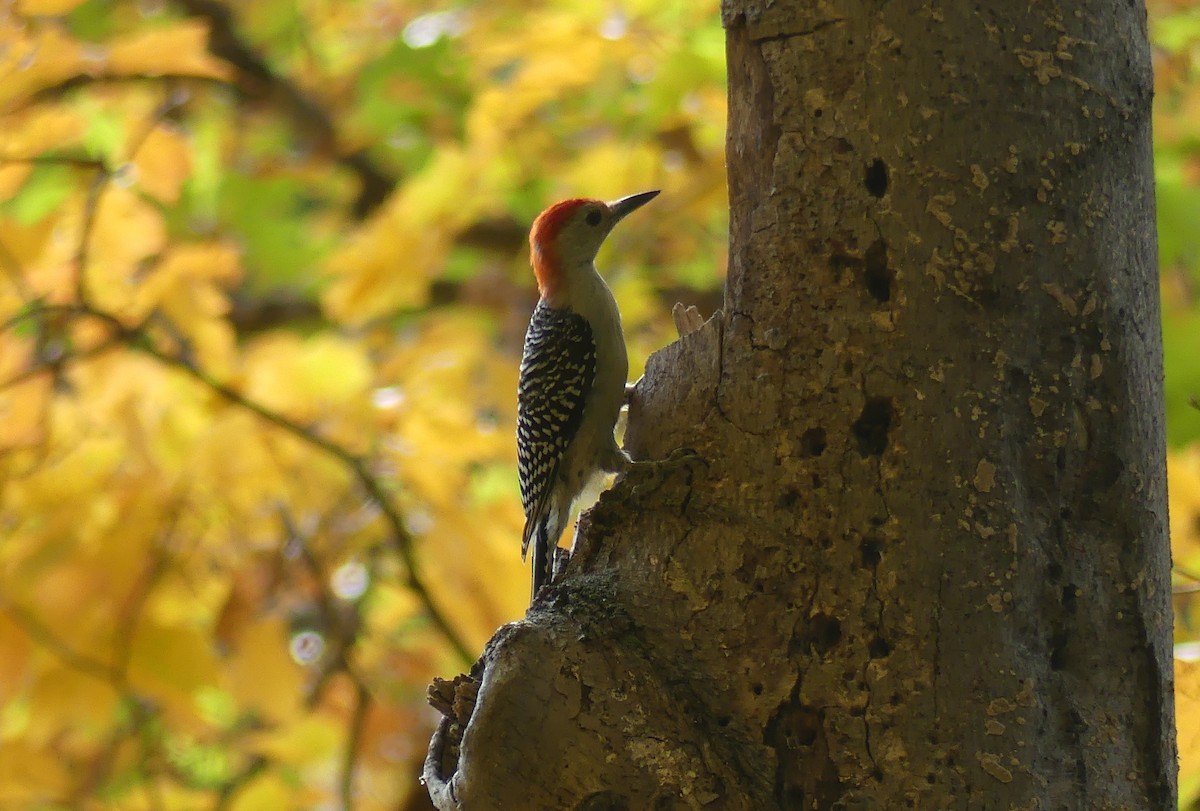 Red-bellied Woodpecker - ML643770832