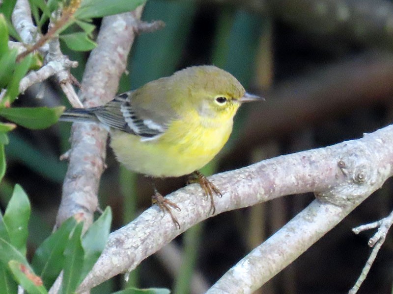 Pine Warbler - ML643770833