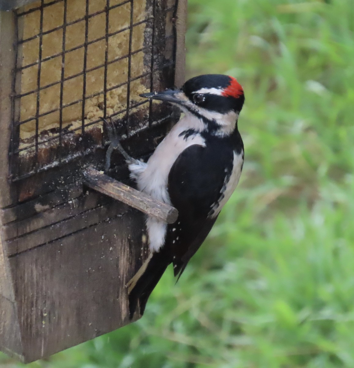 Hairy Woodpecker - ML643770834