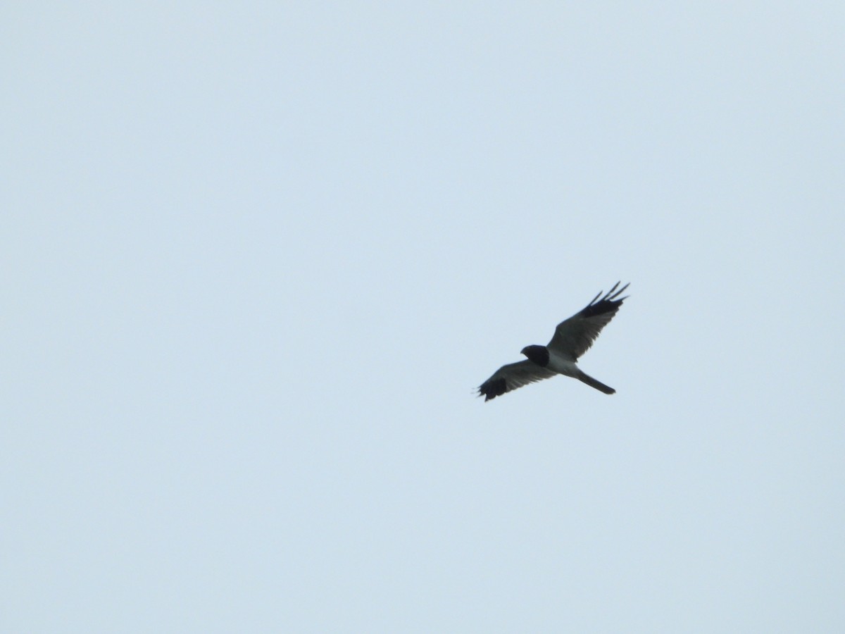 Pied Harrier - ML643770835