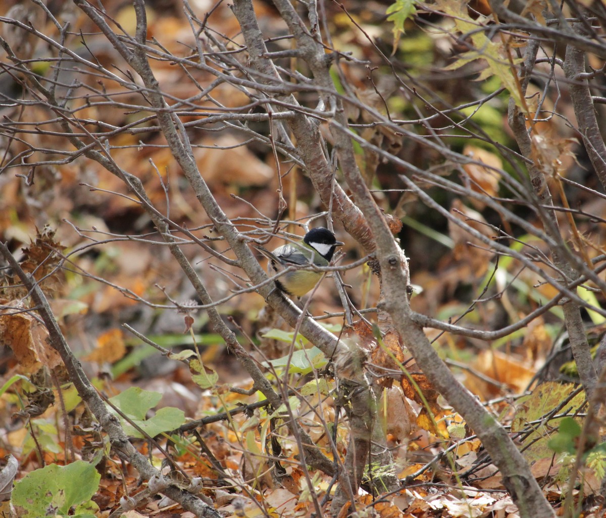 Great Tit - ML643770836