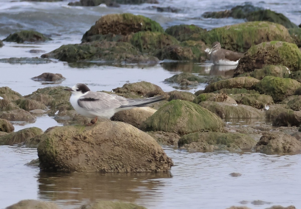 Common Tern - ML643770837