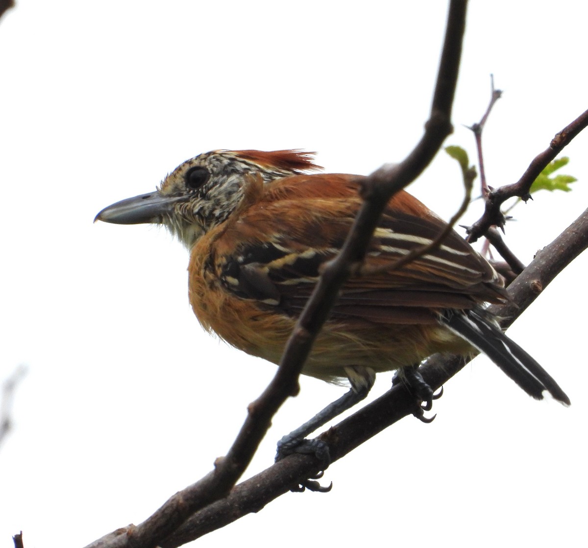 Black-crested Antshrike - ML643770839