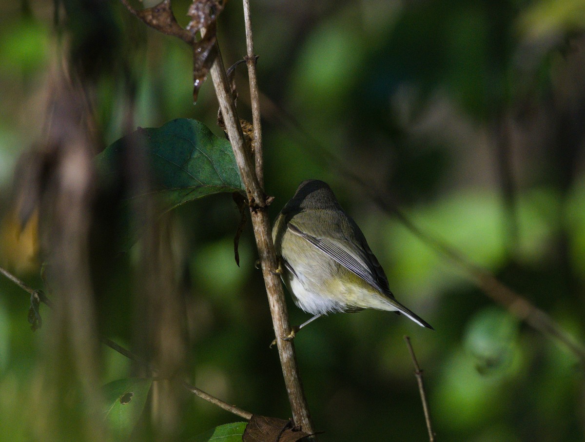 Orange-crowned Warbler - ML643770842