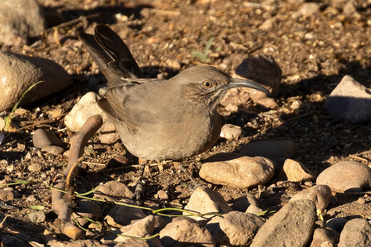 Crissal Thrasher - ML643770865
