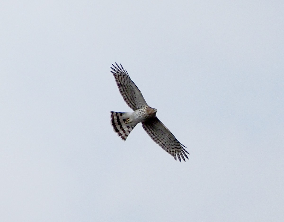 Sharp-shinned Hawk - ML643770890
