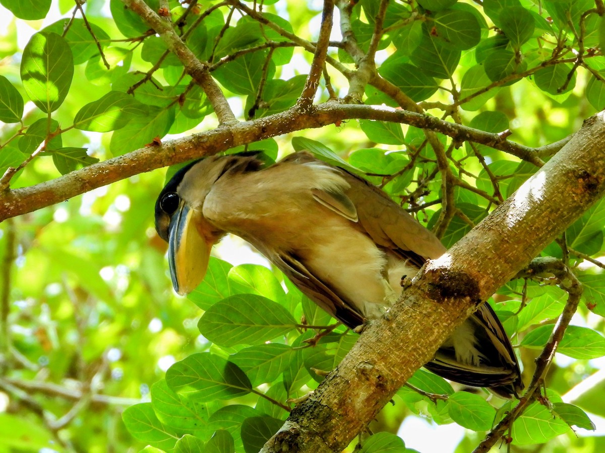 Boat-billed Heron - ML643770891