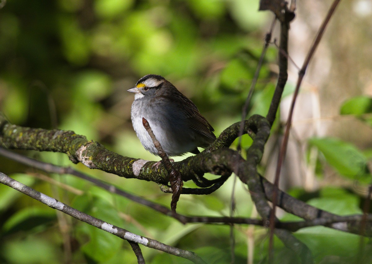 White-throated Sparrow - ML643770899
