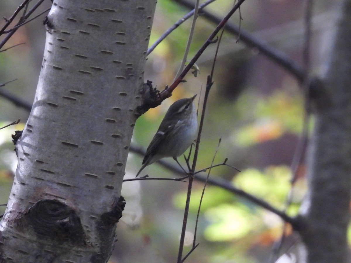 Hume's Warbler - ML643770905