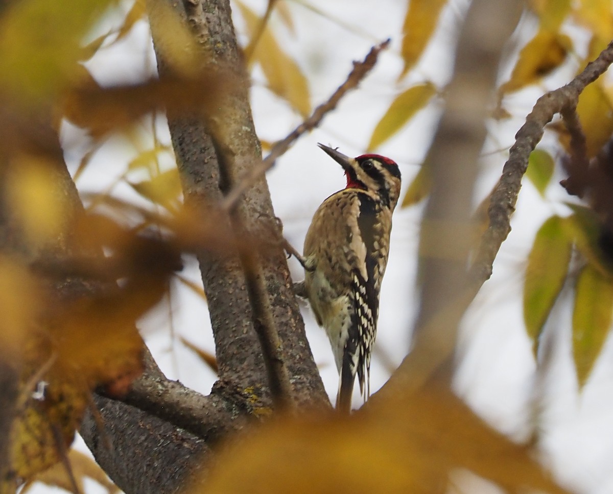 datel rudohrdlý - ML643770913