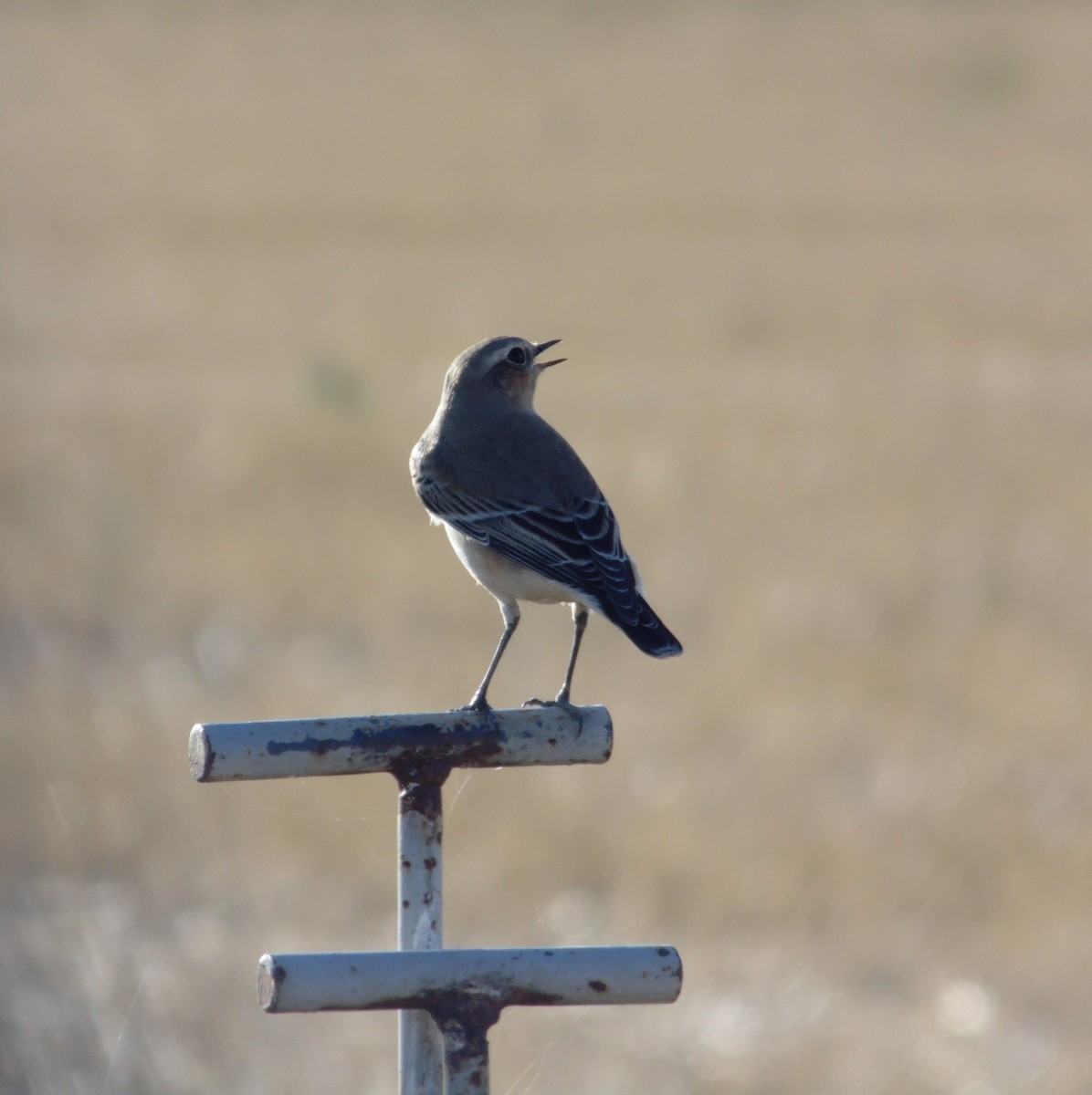 Адууч чогчиго - ML643770939