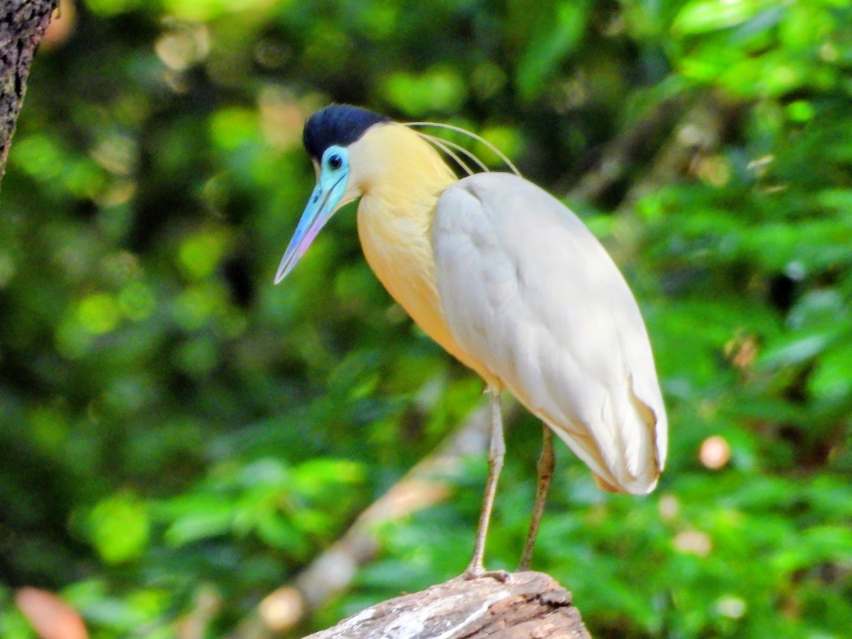 Capped Heron - ML643770940