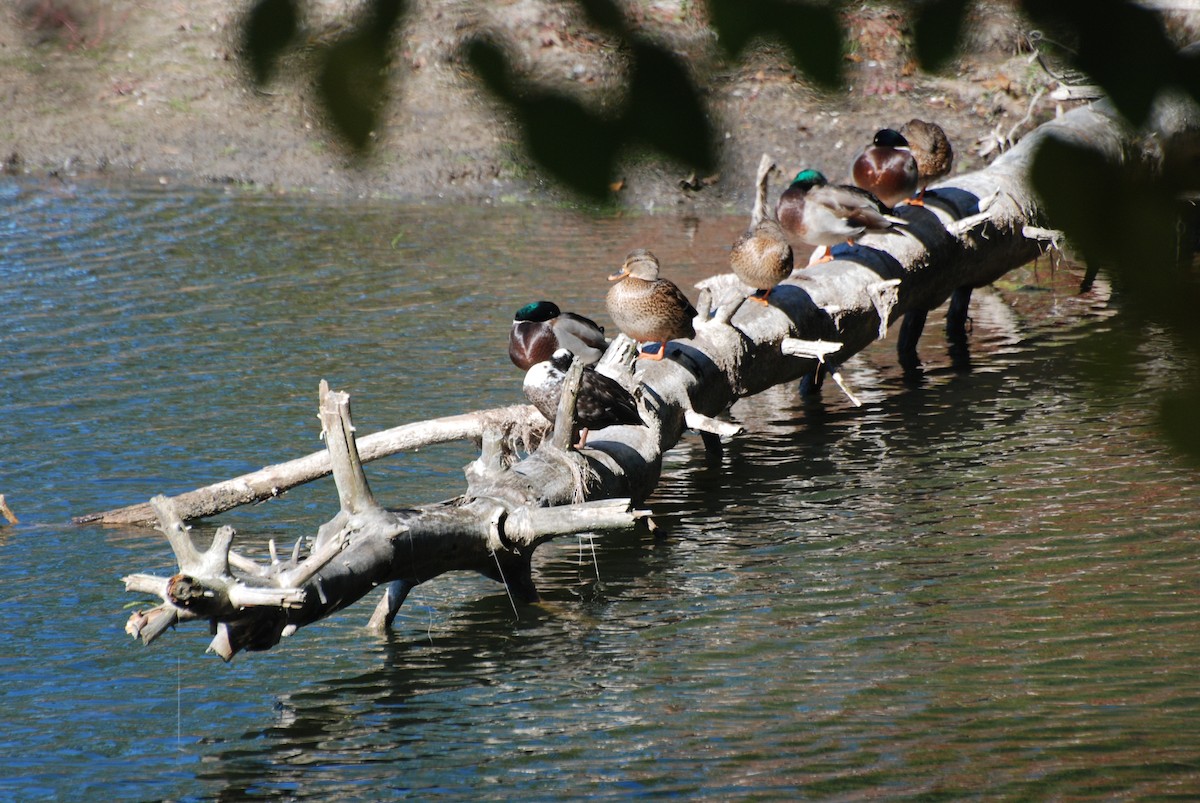 duck sp. - ML643770947