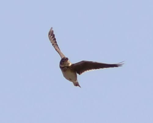 Kalandria eurasiarra - ML643770964