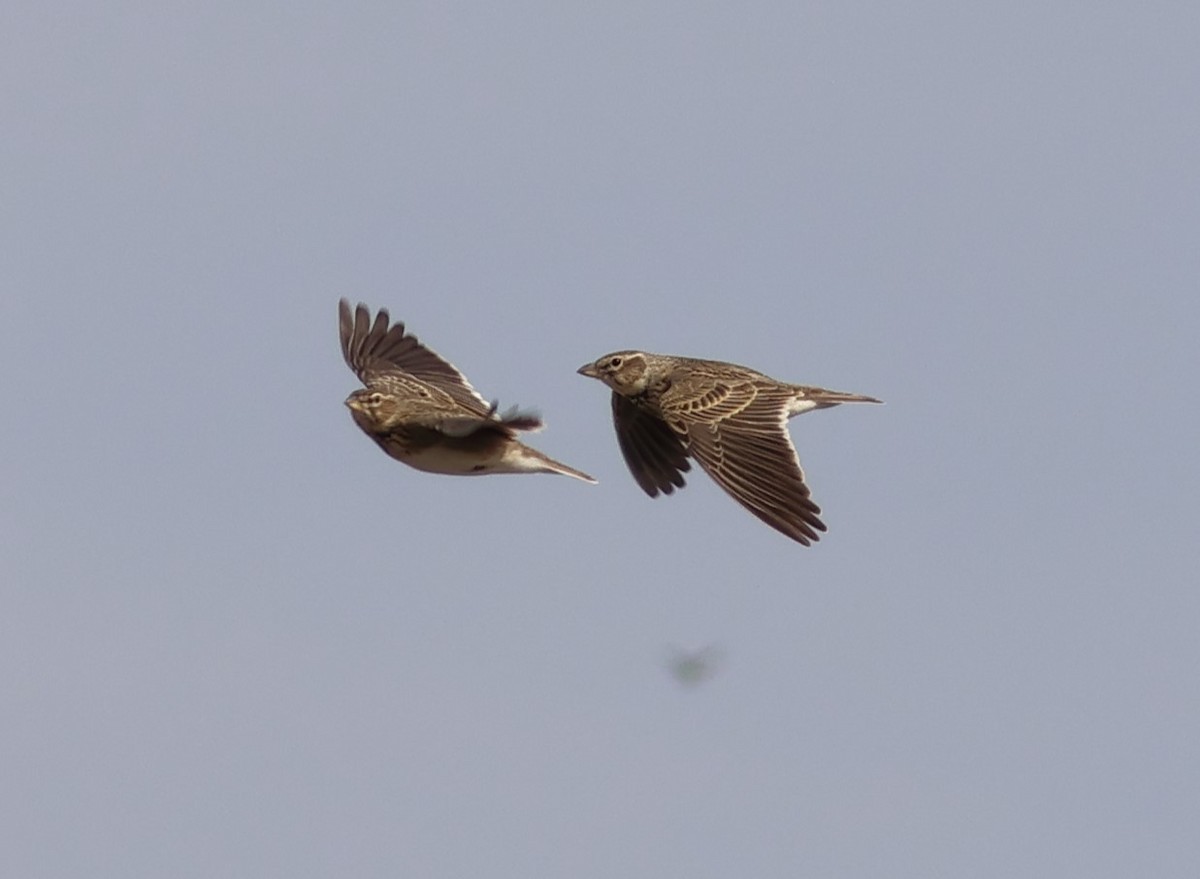 Kalandria eurasiarra - ML643770965