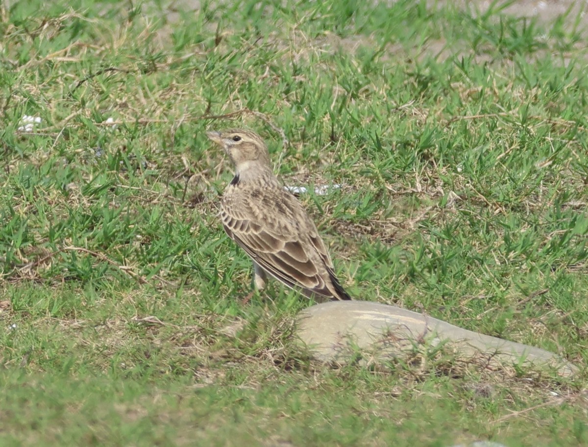 Kalandria eurasiarra - ML643770966