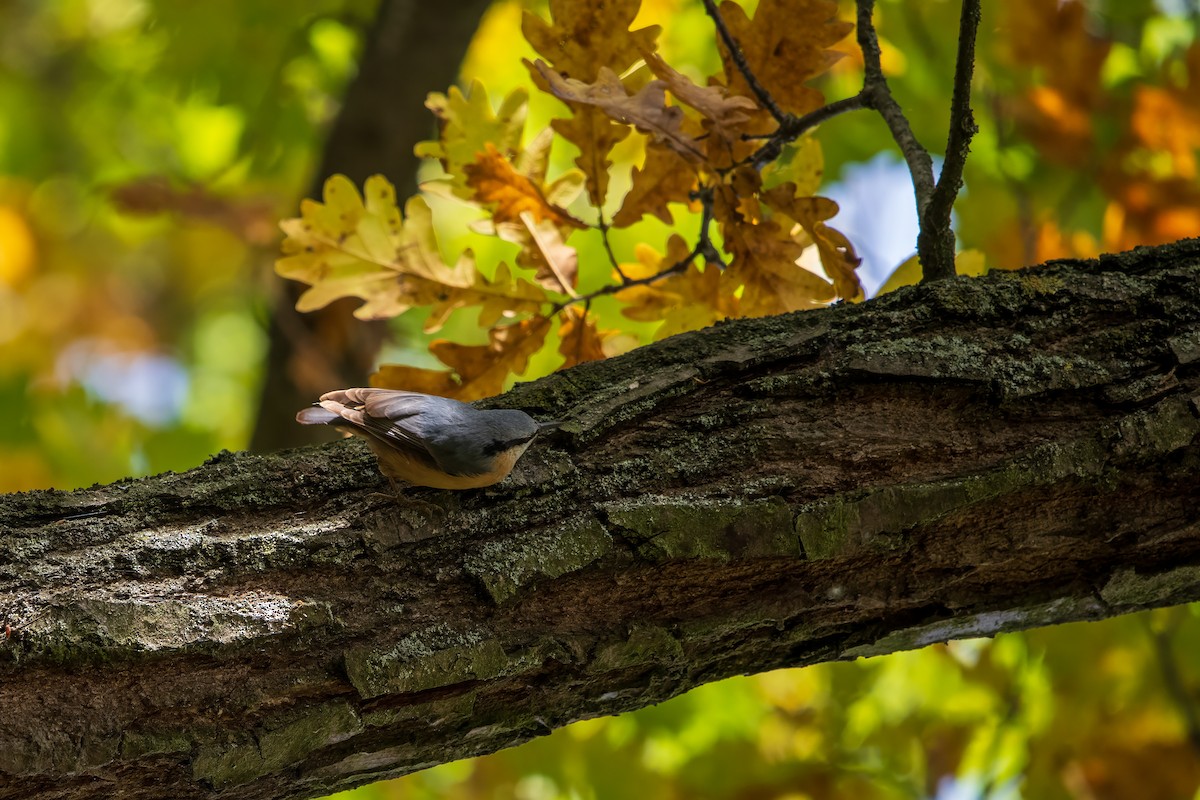 Eurasian Nuthatch - ML643770976