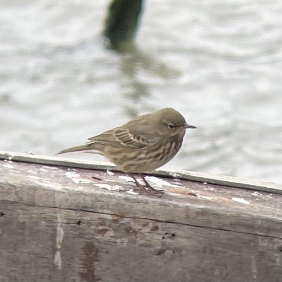 Rock Pipit - ML643770992