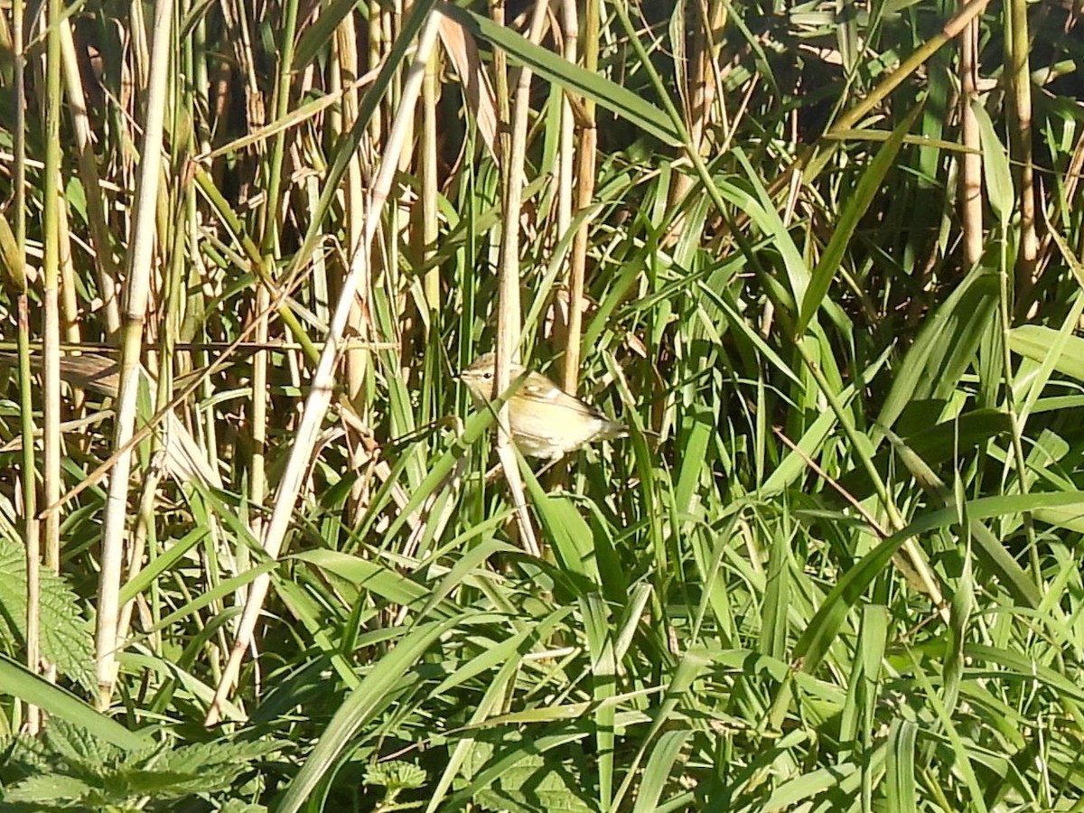 Hume's Warbler - ML643770996