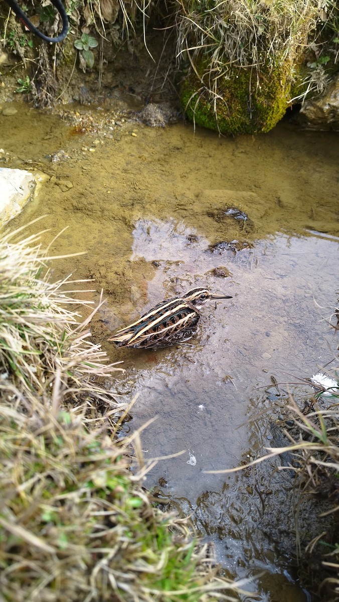 Jack Snipe - ML643771011