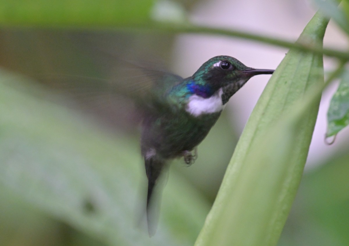 White-throated Daggerbill - ML643771012