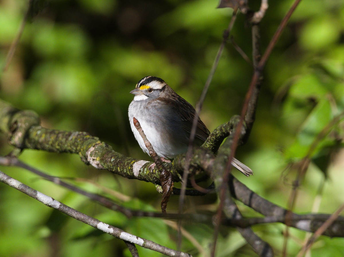 White-throated Sparrow - ML643771019