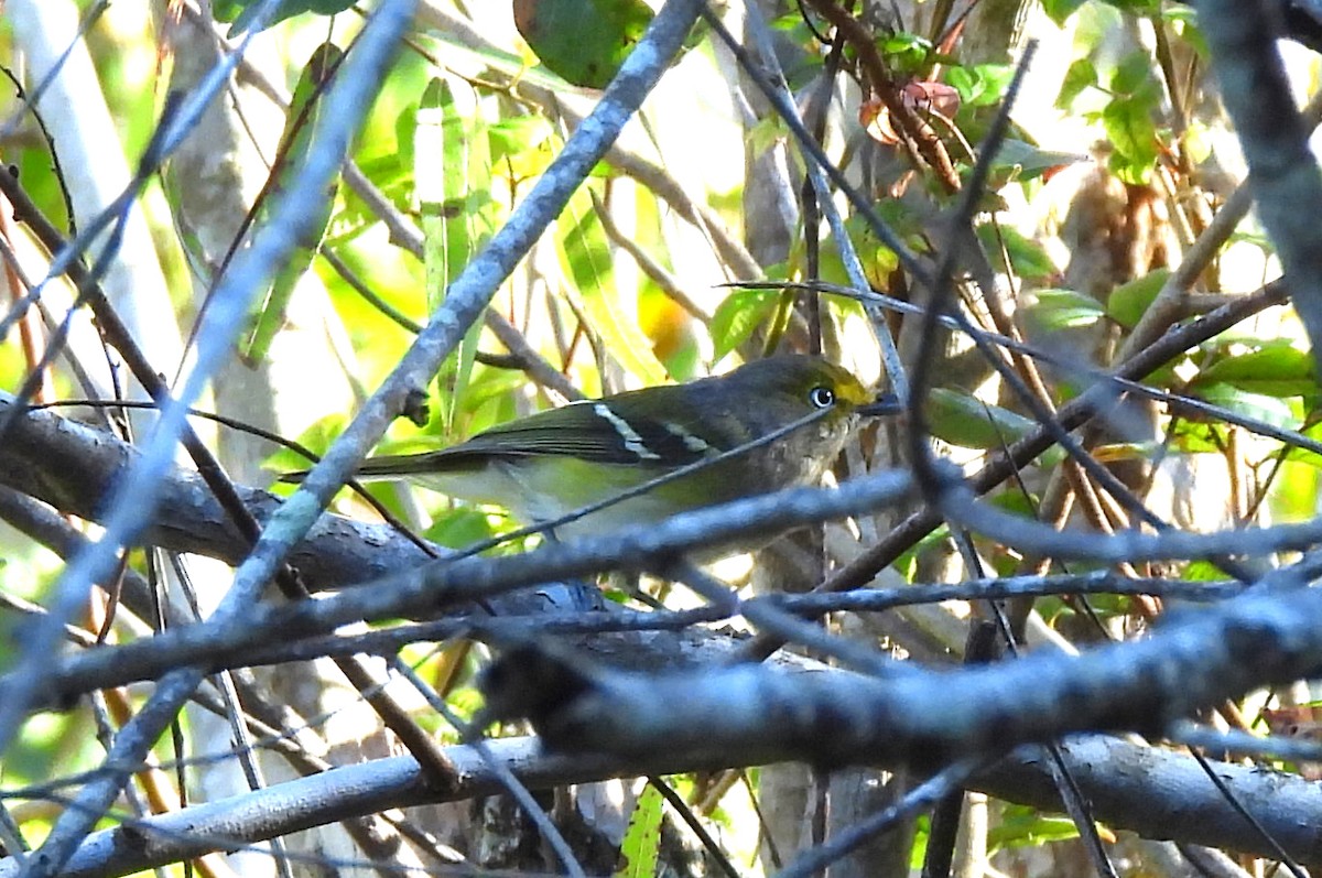 Weißaugenvireo - ML643771020