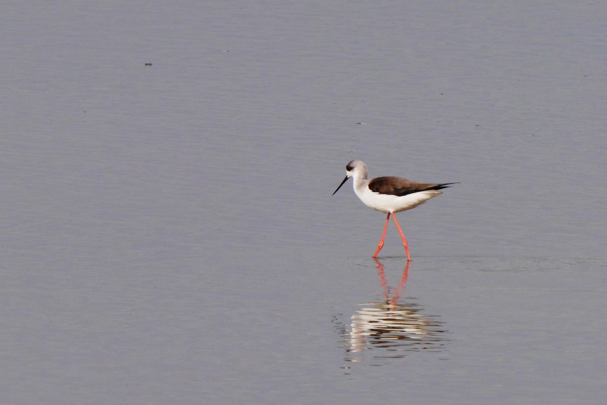 Black-winged Stilt - ML643771021