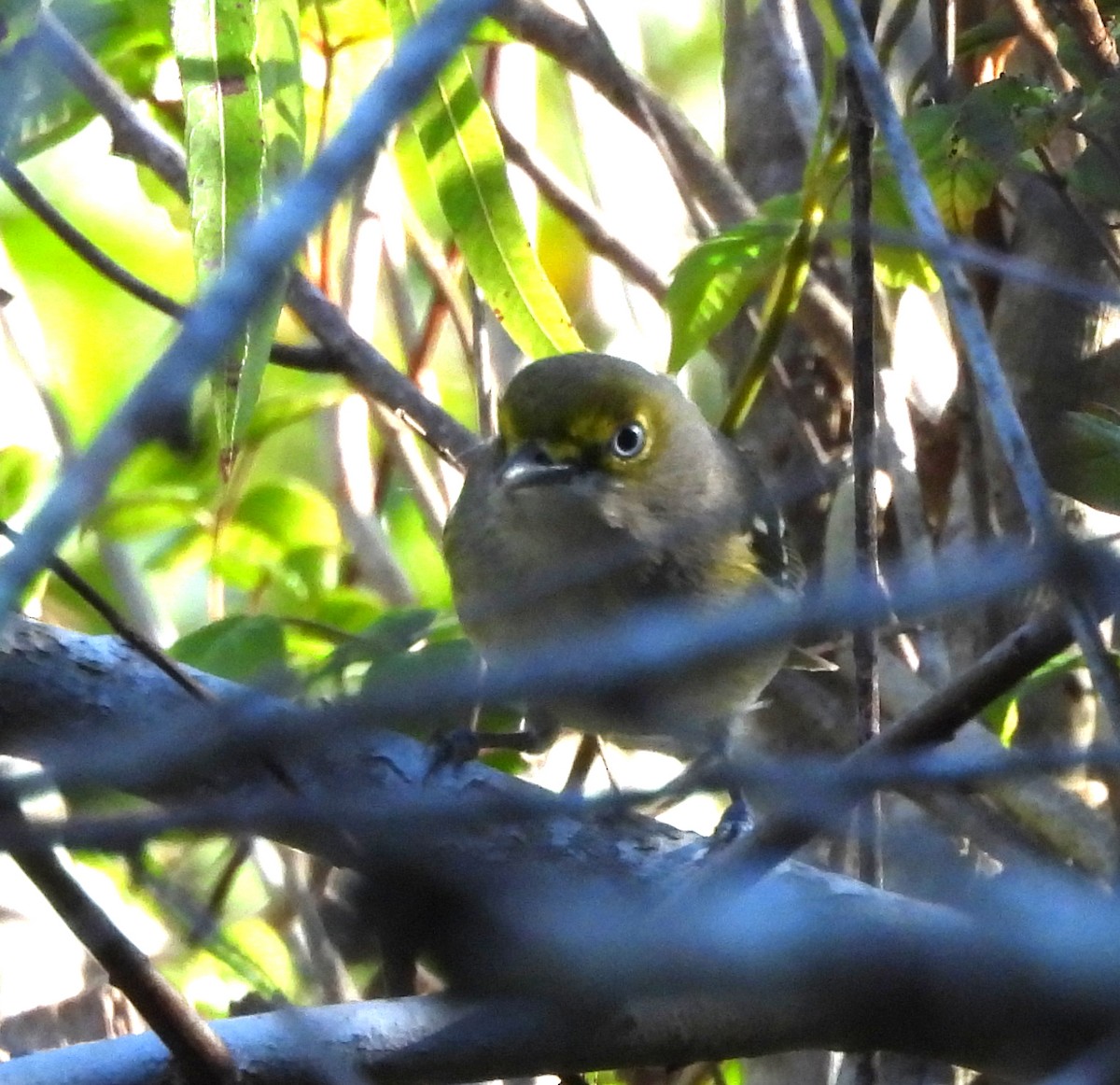 Weißaugenvireo - ML643771025