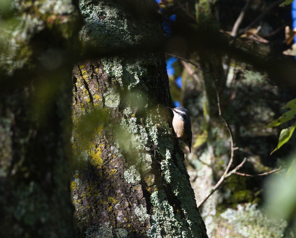 Red-breasted Nuthatch - ML643771031