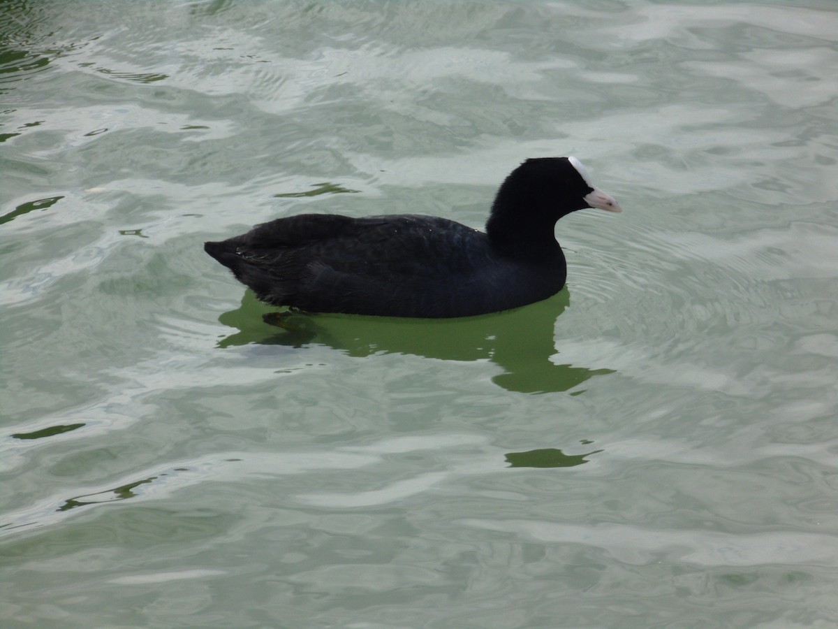 Халзан түнжүүр - ML643771053