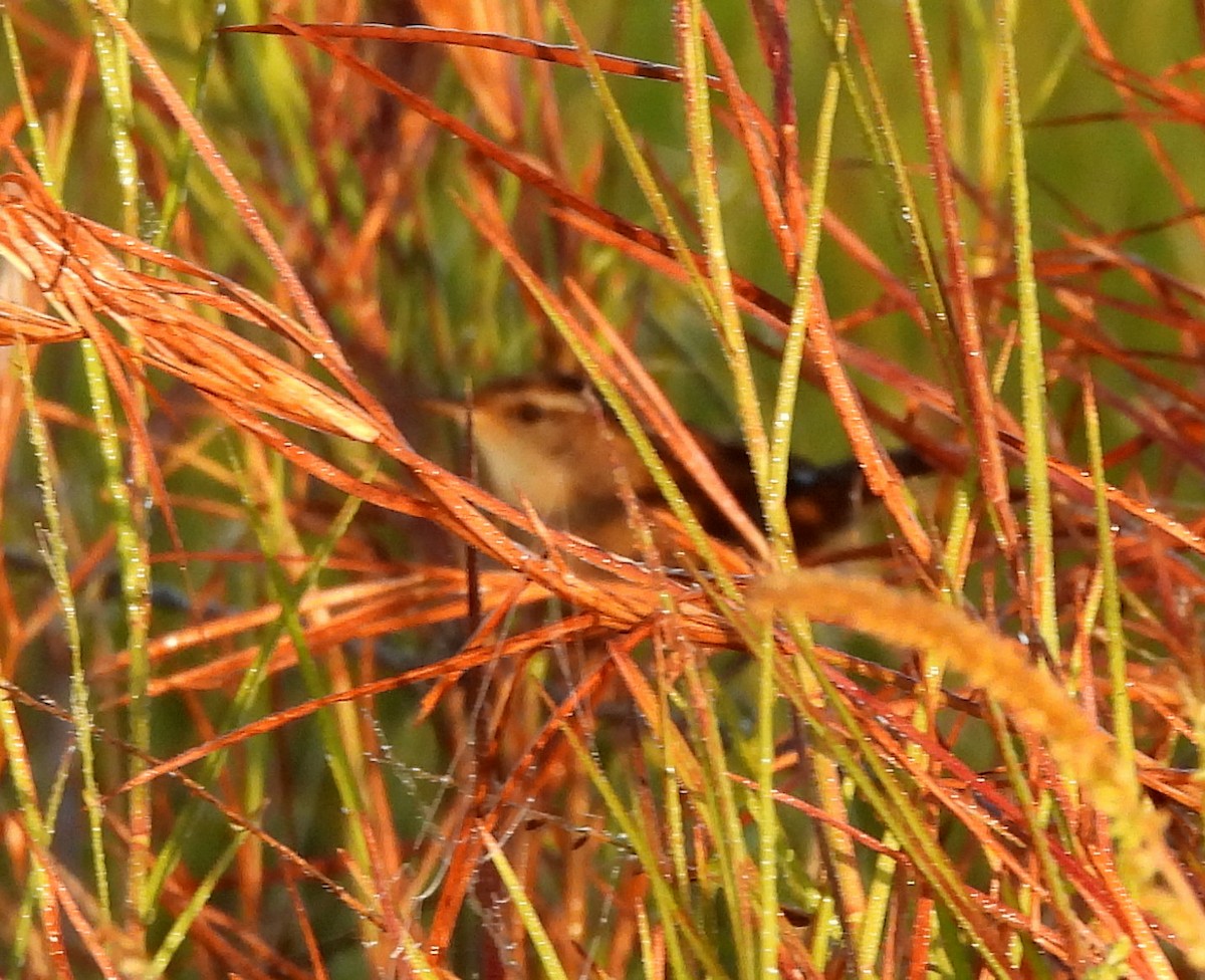 Sedge Wren - ML643771058