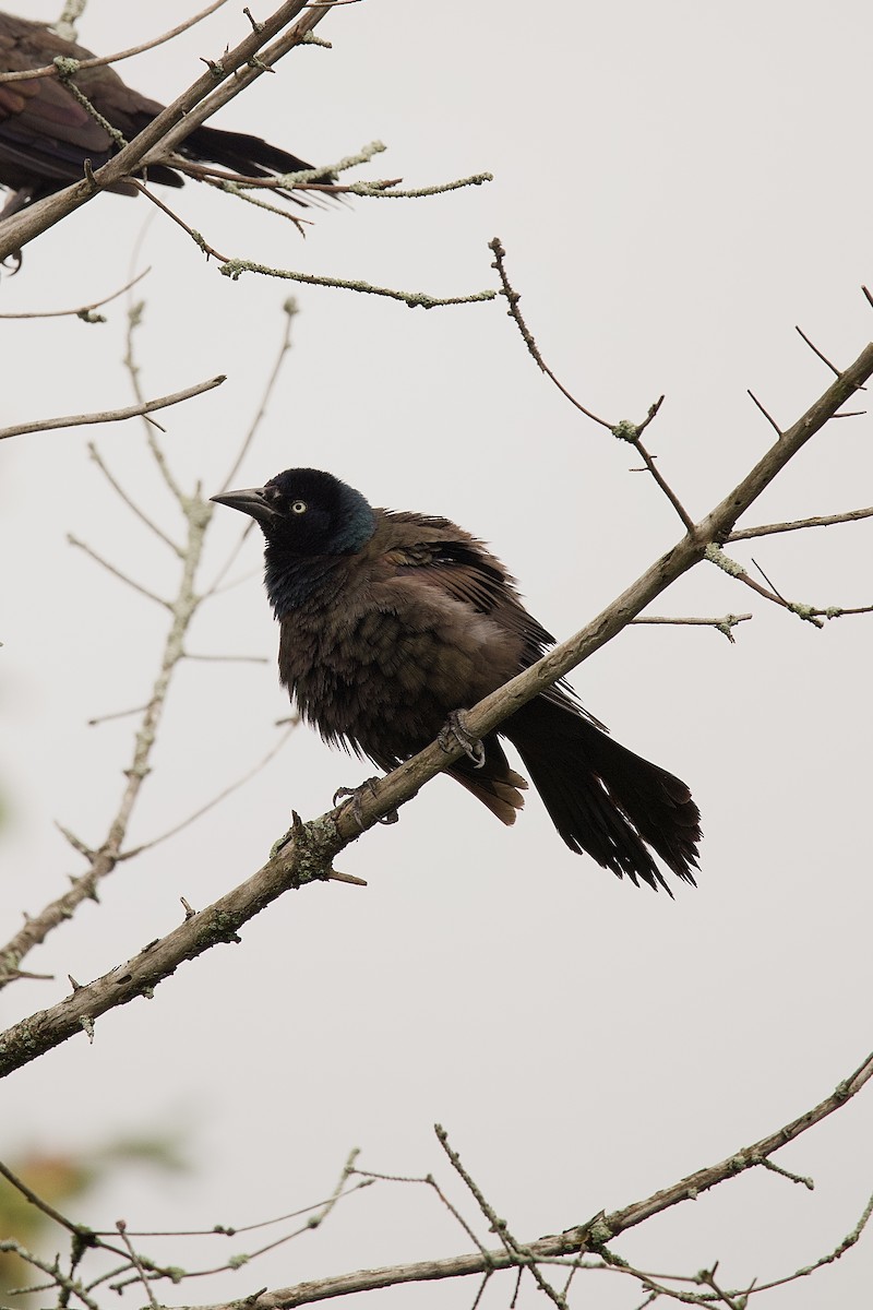 Common Grackle - ML643771060