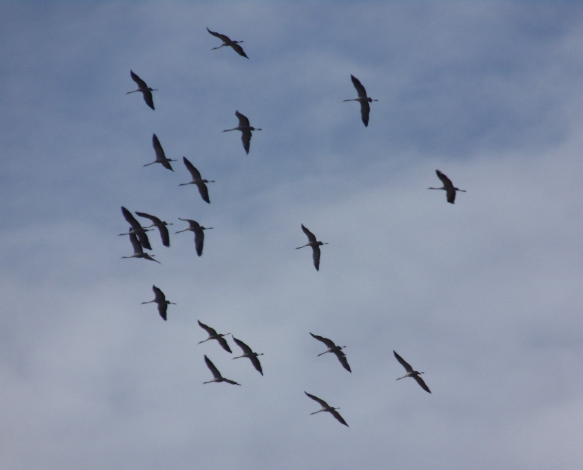 Хархираа тогоруу - ML643771063