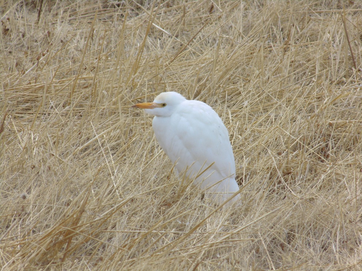 Western Cattle-Egret - ML643771073