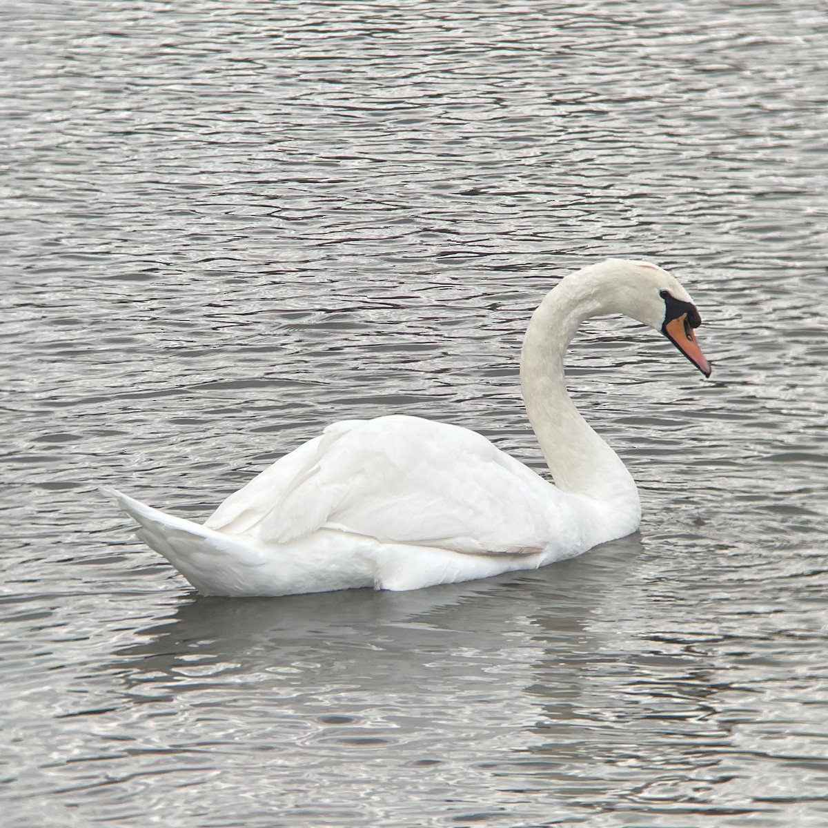 Mute Swan - ML643771078