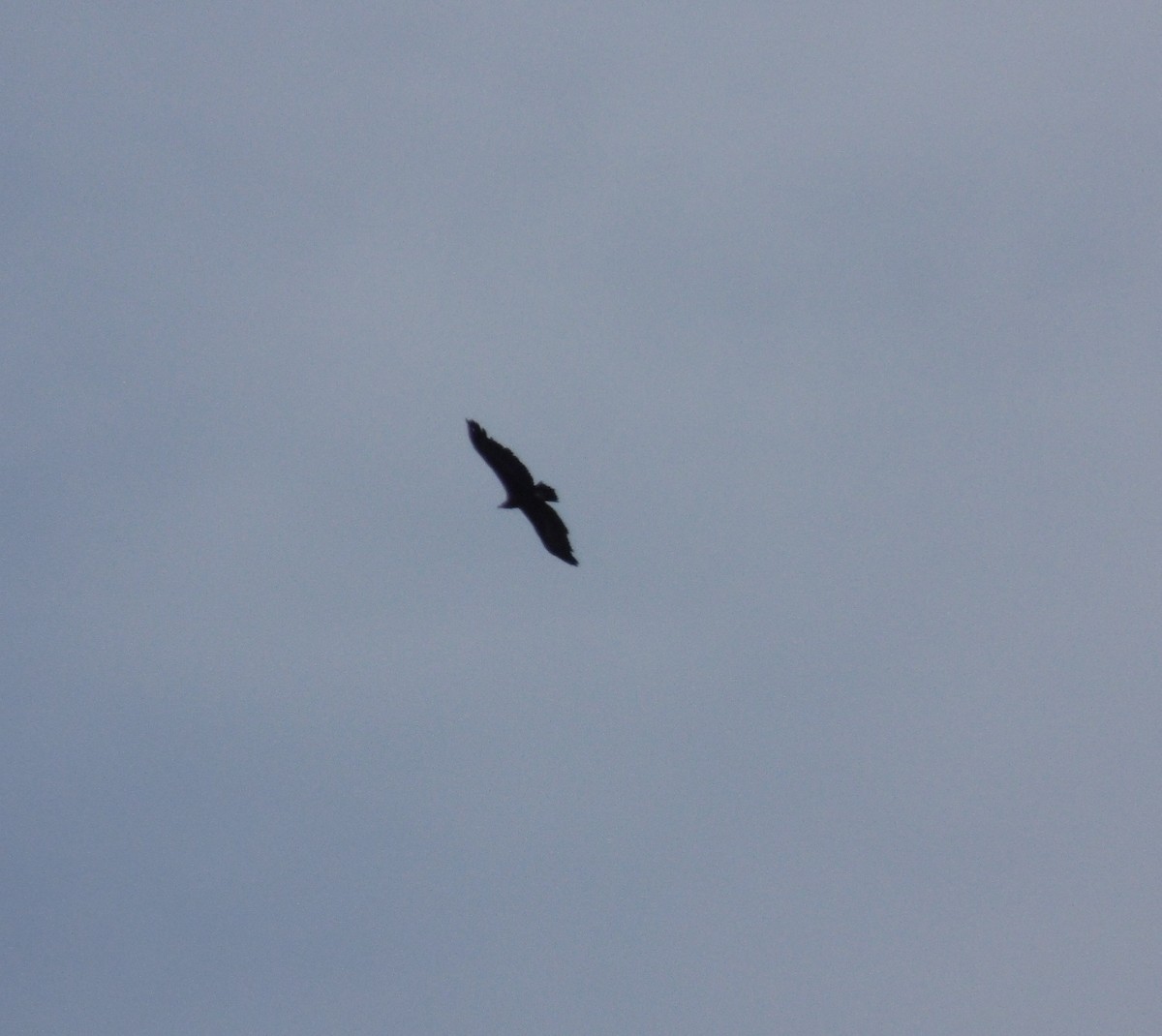Cinereous Vulture - ML643771087