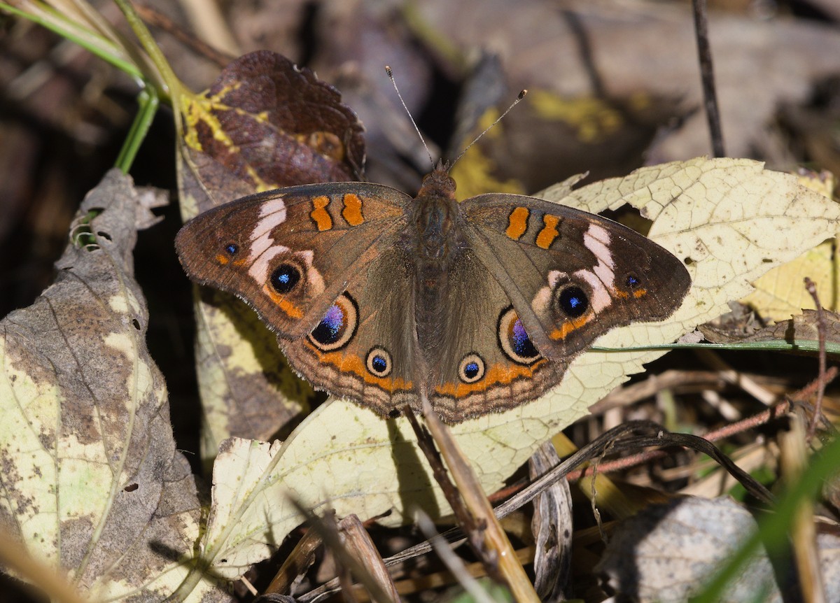 Common Buckeye - ML643771100