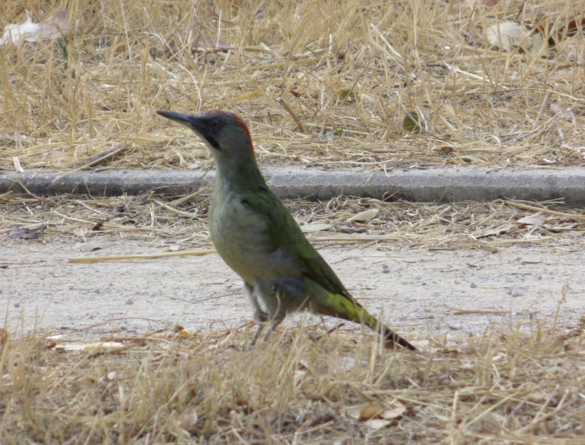 Pito Ibérico - ML643771101
