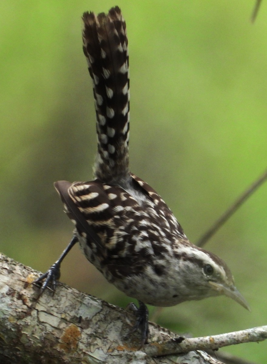 Stripe-backed Wren - ML643771102