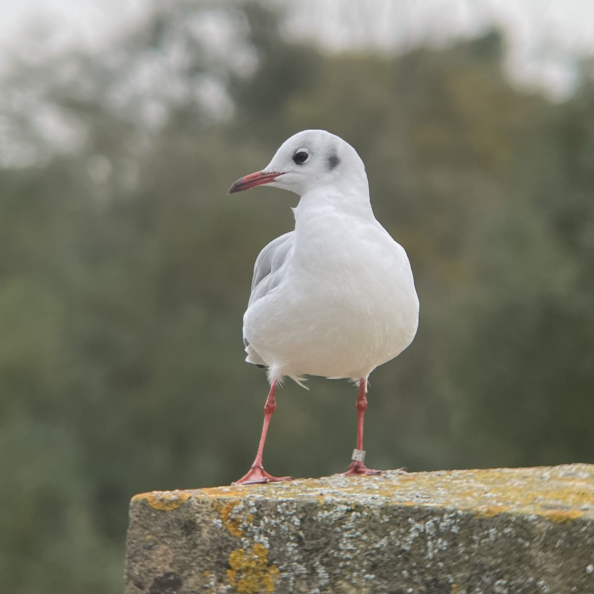 Black-headed Gull - ML643771110