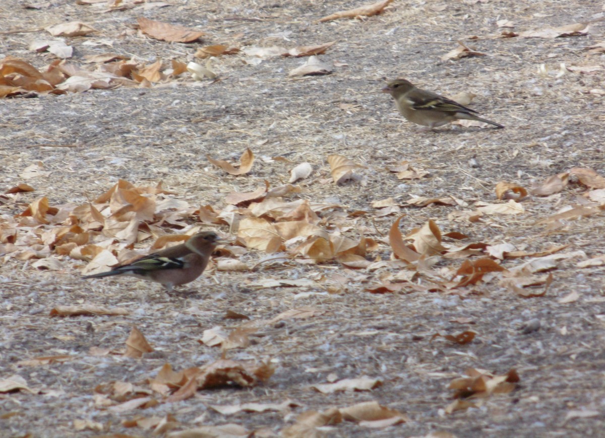 Дуулгат бужирга - ML643771114