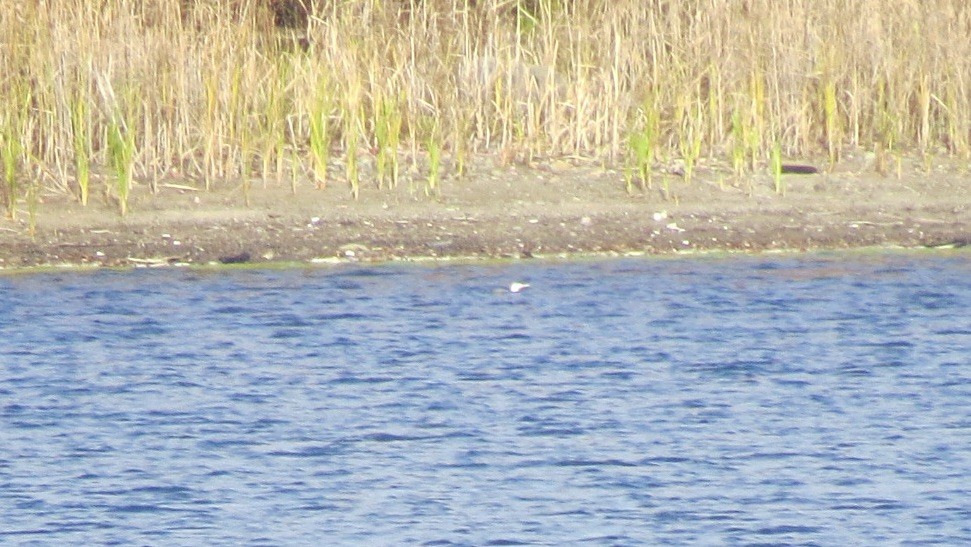 アビ - ML643771115