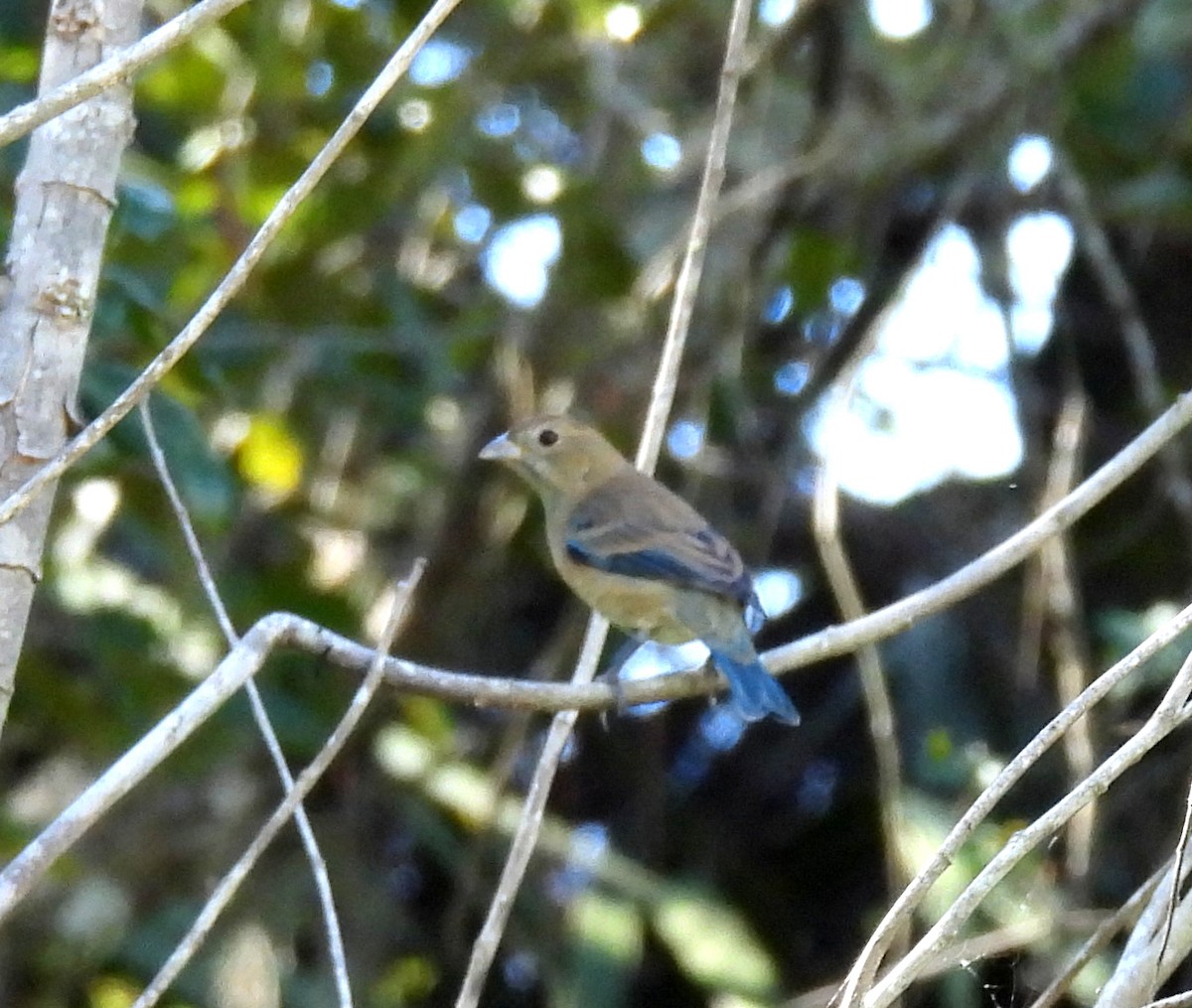 Indigo Bunting - ML643771134