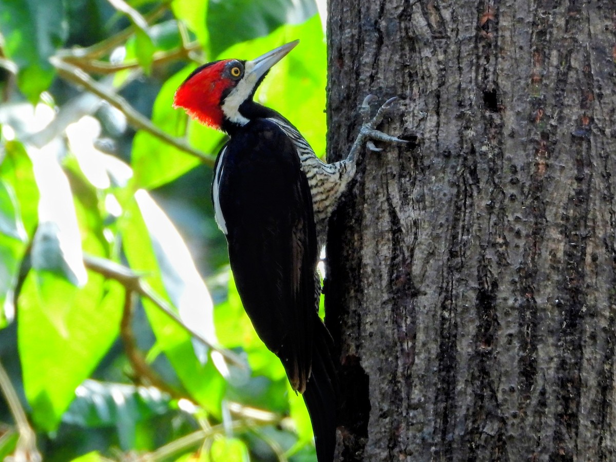 Crimson-crested Woodpecker - ML643771139