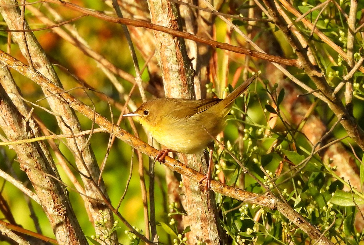 Common Yellowthroat - ML643771147